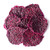 Organic Dried Red Dragon Fruit, 8 Ounces – Non-gmo, Kosher – By Food To Live