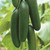 Cucumber Picolino F1 Organic Seed