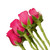 Hot Pink Roses Gift 40 Cm - Fresh Cut Flowers - 24 Stems - By Bloomingmore
