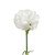 White Carnations - Fresh Cut Flowers - 100 Stems By Bloomingmore