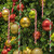 Christmas Plastic Candy Cane Lollipop Ornament, 30 Pcs Christmas Tree Hanging Decoration Twisted Toy Crutch Candy Canes Stick For Home Party Holiday Xmas Embellishment ( Red White And Green )