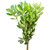 Green Pittosporum - Fresh Cut - 150 Stems