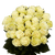 50 Stems Of Creamy Ivory Mondial Roses- Beautiful Fresh Cut Flowers- Express Delivery