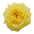 Garden Roses 36 Stems Of 40 Cm Yellow Farm Direct Fresh Cut Flowers By Bloomingmore