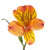 Alstroemeria 90 Stems Of Orange Farm Direct Fresh Cut Flowers By Bloomingmore