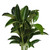 Viburnum - Fresh Cut - 160 Stems