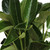Viburnum - Fresh Cut - 160 Stems