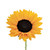 Sunflower - Yellow - Fresh Cut Flowers - 40 Stems - By Bloomingmore