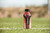 Bodyarmor Sports Drink, Strawberry Banana, 16 Fl. Oz., 12 Count