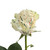 "painted Joy Confetti" Roses - 50 Cm - Fresh Cut Flowers - 50 Stems - White Roses - By Bloomingmore