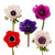 Anemones 60 Stems Of Assorted Colors Farm Direct Fresh Cut Flowers By Bloomingmore