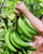 Congo Green Plantain (barraganete) (shipping Included)