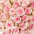 Light Pink Roses - 50 Cm - Fresh Cut Flowers - 75 Stems - By Bloomingmore