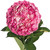 Hydrangeas 15 Stems Of Airbrushed Magenta Pink Farm Direct Fresh Cut Flowers By Bloomingmore