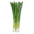 Green Onions, Bunch
