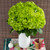 Hydrangeas 12 Stems Of Emerald Variegated Farm Direct Fresh Cut Flowers By Bloomingmore