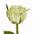 Green Roses 50 Cm - Fresh Cut - 50 Stems