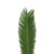 Queen Sago Palm 4 Ft. - Fresh Cut - 150 Stems