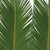 Queen Sago Palm 4 Ft. - Fresh Cut - 150 Stems