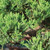 Brussel's Green Mound Juniper Bonsai - Small - (outdoor) Not Sold In California