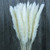 Polaris-sal 30 Pcs Natural Dried Flowers Pampas Grass,wedding Flower Bunch,phragmites Communis Bouquet For Floral Arrangements Home Decor(white, 30pcs)
