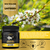 Frezzor Premium New Zealand Multifloral Wild Manuka Honey, Uaf1000+ Super Antioxidant, Winter Immune Support, 1 Jar (8.8oz/250g)