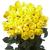 50 Stems Of Lemon Yellow Citran Roses- Beautiful Fresh Cut Flowers- Express Delivery