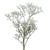 Gypsophilia, Mirabella - Fresh Cut - 8 Bunches