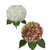 Hydrangeas Jumbo 12 Stems Of White And Antique Red Farm Direct Fresh Cut Flowers By Bloomingmore