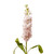 Pink Baby Stock - Fresh Cut - 140 Stems