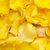 3500 Yellow Rose Petals- Beautiful Fresh Cut Flowers- Express Delivery