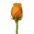 Roses 50 Farm Direct Fresh Cut Orange Do It Yourself Prewired Wired Roses By Bloomingmore