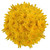 Yellow Cushion Poms - Fresh Cut - 60 Stems