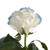Painted Neige Blue Roses 50 Cm - Fresh Cut - 50 Stems
