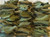 Dried Guava Leaf