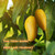 Goodi Dried Mango Thick Slices 3 Pack 5.2oz