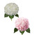 Hydrangeas 30 Stems Of White And Painted Pink Farm Direct Fresh Cut Flowers By Bloomingmore