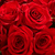 50 Stems Of Red Roses- Beautiful Fresh Cut Flowers- Express Delivery
