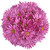 Pink Daisies - Fresh Cut - 60 Stems