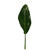 Lime Dieffenbacha Leaves - Fresh Cut - 50 Stems