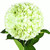 Hydrangeas Jumbo 12 Stems Of Green Kiwi Farm Direct Fresh Cut Flowers By Bloomingmore