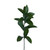 Israeli Ruscus 100 Stems Of 50 Cm Fresh Cut Greenery Green Filler Farm Direct By Bloomingmore