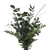 Essence Greens Bouquet 5 Pack Of Farm Direct Fresh Cut Flower Bouquets Of Mixed Greenery By Bloomingmore