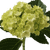 15 Light Green Mini Hydrangeas- Beautiful Fresh Cut Flowers- Express Delivery