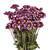 Purple Daisies - Fresh Cut Flowers - 60 Stems - By Bloomingmore
