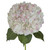 Hydrangeas Jumbo 12 Stems Of Antique Pink Farm Direct Fresh Cut Flowers By Bloomingmore