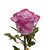 Lavender Roses Gift 40 Cm - Fresh Cut Flowers - 24 Stems - By Bloomingmore