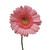 Pink Gerberas 50 Cm - Fresh Cut - 100 Stems