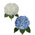 White And Shocking Blue Hydrangeas - Fresh Cut Flowers - 30 Stems - By Bloomingmore
