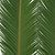 Bloomingmore Everyday Greenery King Sago Palm 5 Ft. - Fresh Cut - 150 Stems